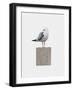 Seagull-Leah Straatsma-Framed Art Print