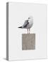 Seagull-Leah Straatsma-Stretched Canvas