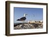 Seagulls and the Medina and Ramparts, Essaouira, Atlantic Coast, Morocco, North Africa, Africa-Stuart Black-Framed Photographic Print