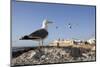 Seagulls and the Medina and Ramparts, Essaouira, Atlantic Coast, Morocco, North Africa, Africa-Stuart Black-Mounted Photographic Print