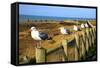 Seagulls at Boiler Bay, Oregon, USA-Craig Tuttle-Framed Stretched Canvas