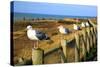 Seagulls at Boiler Bay, Oregon, USA-Craig Tuttle-Stretched Canvas