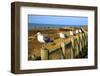 Seagulls at Boiler Bay, Oregon, USA-Craig Tuttle-Framed Photographic Print