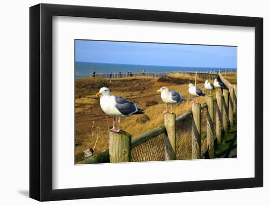 Seagulls at Boiler Bay, Oregon, USA-Craig Tuttle-Framed Photographic Print