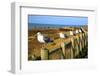 Seagulls at Boiler Bay, Oregon, USA-Craig Tuttle-Framed Photographic Print