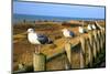 Seagulls at Boiler Bay, Oregon, USA-Craig Tuttle-Mounted Photographic Print