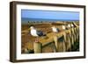 Seagulls at Boiler Bay, Oregon, USA-Craig Tuttle-Framed Photographic Print