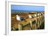 Seagulls at Boiler Bay, Oregon, USA-Craig Tuttle-Framed Photographic Print