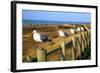 Seagulls at Boiler Bay, Oregon, USA-Craig Tuttle-Framed Photographic Print