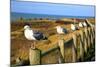 Seagulls at Boiler Bay, Oregon, USA-Craig Tuttle-Mounted Photographic Print