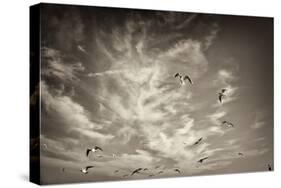Seagulls in the Air-Tim Kahane-Stretched Canvas