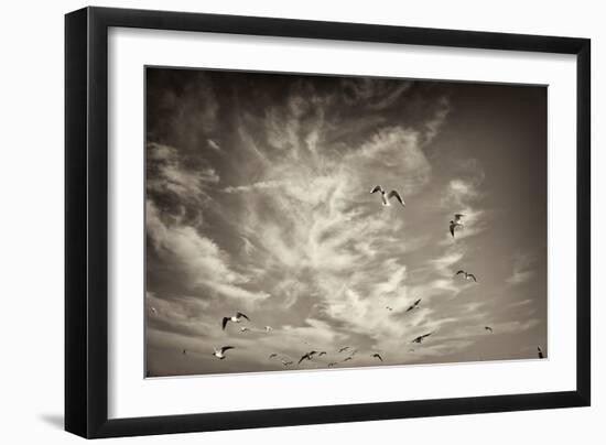 Seagulls in the Air-Tim Kahane-Framed Photographic Print