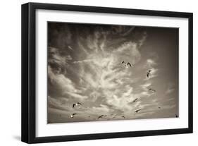 Seagulls in the Air-Tim Kahane-Framed Photographic Print