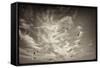 Seagulls in the Air-Tim Kahane-Framed Stretched Canvas