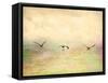 Seagulls in the Sky I-Ynon Mabat-Framed Stretched Canvas
