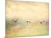 Seagulls in the Sky I-Ynon Mabat-Mounted Art Print