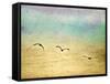 Seagulls in the Sky II-Ynon Mabat-Framed Stretched Canvas