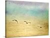 Seagulls in the Sky II-Ynon Mabat-Stretched Canvas