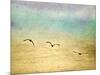 Seagulls in the Sky II-Ynon Mabat-Mounted Art Print