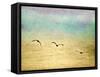 Seagulls in the Sky II-Ynon Mabat-Framed Stretched Canvas