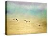 Seagulls in the Sky II-Ynon Mabat-Stretched Canvas