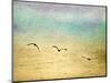 Seagulls in the Sky II-Ynon Mabat-Mounted Art Print