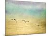 Seagulls in the Sky II-Ynon Mabat-Mounted Art Print