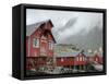 Seagulls Nesting on a Warehouse, Moskenesoya, Lofoten Islands, Norway, Scandinavia-Gary Cook-Framed Stretched Canvas