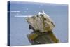 Seagulls on rock pile, Kolyuchin Island, once an important Russian Polar Research Station-Keren Su-Stretched Canvas