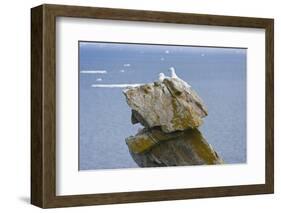 Seagulls on rock pile, Kolyuchin Island, once an important Russian Polar Research Station-Keren Su-Framed Photographic Print