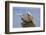 Seagulls on rock pile, Kolyuchin Island, once an important Russian Polar Research Station-Keren Su-Framed Photographic Print