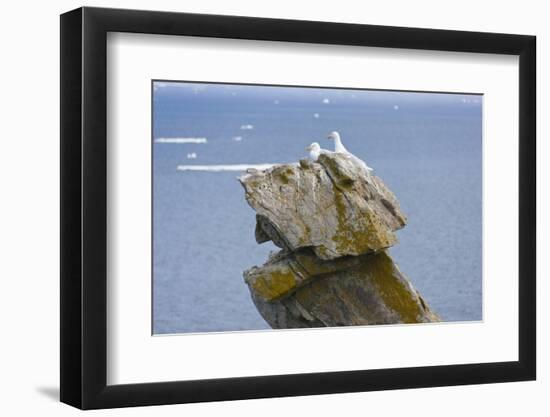 Seagulls on rock pile, Kolyuchin Island, once an important Russian Polar Research Station-Keren Su-Framed Photographic Print