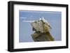 Seagulls on rock pile, Kolyuchin Island, once an important Russian Polar Research Station-Keren Su-Framed Photographic Print