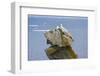 Seagulls on rock pile, Kolyuchin Island, once an important Russian Polar Research Station-Keren Su-Framed Photographic Print