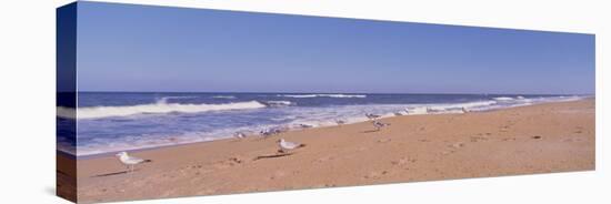 Seagulls on the Beach, Florida, USA-null-Stretched Canvas