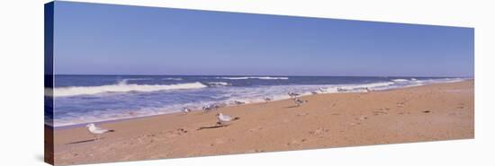 Seagulls on the Beach, Florida, USA-null-Stretched Canvas