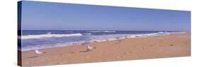 Seagulls on the Beach, Florida, USA-null-Stretched Canvas