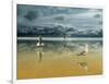 Seagulls on the Beach-Carlos Casamayor-Framed Giclee Print