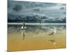 Seagulls on the Beach-Carlos Casamayor-Mounted Giclee Print