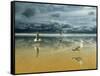 Seagulls on the Beach-Carlos Casamayor-Framed Stretched Canvas