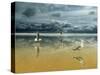 Seagulls on the Beach-Carlos Casamayor-Stretched Canvas