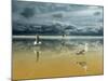Seagulls on the Beach-Carlos Casamayor-Mounted Premium Giclee Print