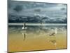 Seagulls on the Beach-Carlos Casamayor-Mounted Giclee Print