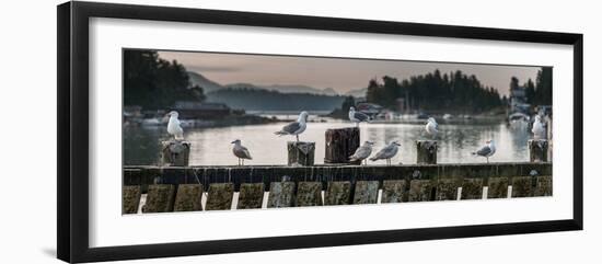 Seagulls on wharf at marina, Tofino, Vancouver Island, British Columbia, Canada-null-Framed Photographic Print