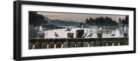 Seagulls on wharf at marina, Tofino, Vancouver Island, British Columbia, Canada-null-Framed Photographic Print