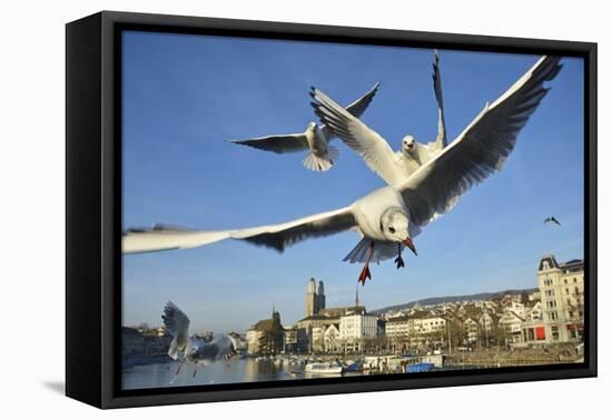 Seagulls over the City of Zurich, Switzerland-Robert Boesch-Framed Stretched Canvas