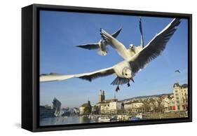 Seagulls over the City of Zurich, Switzerland-Robert Boesch-Framed Stretched Canvas