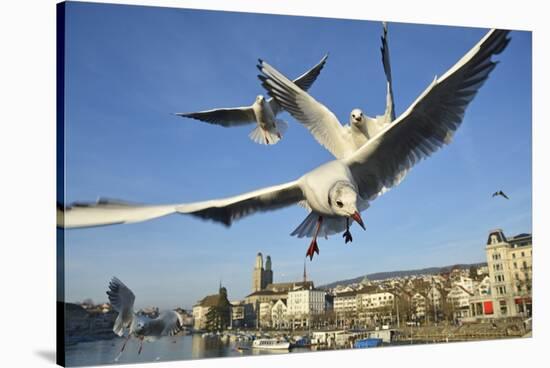 Seagulls over the City of Zurich, Switzerland-Robert Boesch-Stretched Canvas