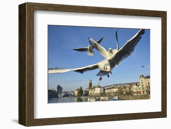 Seagulls over the City of Zurich, Switzerland-Robert Boesch-Framed Photographic Print