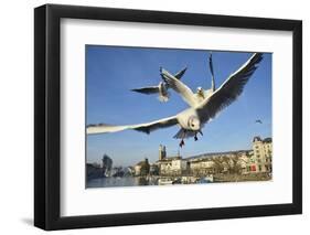 Seagulls over the City of Zurich, Switzerland-Robert Boesch-Framed Photographic Print